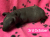 Skinny Pig Sows