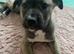 8 week old puppy