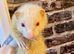 Hob & Jill Ferrets