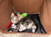 Kitten ready to go now!!!