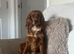 Working cocker spaniel in need of a loving home