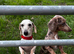 Pedigree miniature Isabella and tan girl