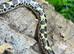 92% Dodoma Sand Boa at Birmingham Reptiles