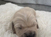 KC golden retriever puppies