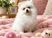Beautiful White/Cream Pomeranian Puppies