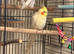 lutino cockatiel