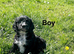 1 lovely cockapoo puppy ready now