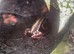 Epipedobates anthonyi Santa Isabell breeding group dart frog