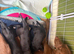 Two stunning male whippet puppies