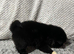 3 Akita puppies left