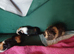 Guinea pig