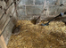 Japanese coturnix quail 12 weeks old