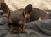 Last two chunky pups left