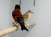 Red Siskin