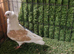 German owls pigeons