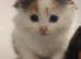3 beautiful cats/kittens