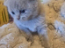 Adorable Scottish Fold Kittens looking for Forever Home