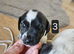 Jack Russell puppies