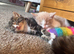 4 adorable fluffy ragdoll cross kittens 2 Left