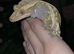 Male crested gecko