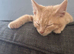 Ginger boy