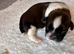 Shih Tzu puppies