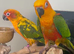 Sun Conure and Jenday with large cage and accessorise