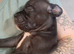 Last female Frenchie x English bulldog