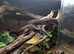 IMG Boa constrictor