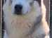 Proven stud Siberian husky