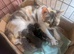 Pretty kittens > British Blue x Calico half Bengal from &pound;100