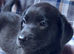 Adorable Black Labrador puppies ready soon.