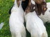 Boer Goat kids for sale