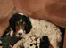 Sprocker Pups (F2) from Licenced Breeder