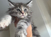 10week pure Maine coons! Ready to leave heath tested parents DNA and health checked kittens