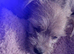 Jack Russell x Yorkshire terrier pups