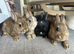 2 left now. Lovely Netherland dwarf baby rabbits.