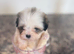 Malshi Puppies