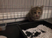Persian x maincoon kitten