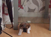 Jack Russell puos