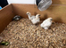 Silkies