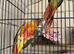 Hand Reared Conures For Sale
