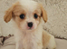 5 King charles cavalier puppies