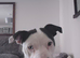Amercian bulldog 10months old