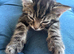 3 gorgeous 9 week old tabby kittens