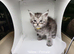 Maine Coon kittens for sale