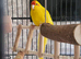 Bonded breeding pair of kakariki