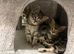 Gorgeous Bengal Kittens – 3 Boys
