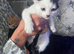Mixed litter kittens