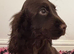 Handsome Chocolate Show Cocker